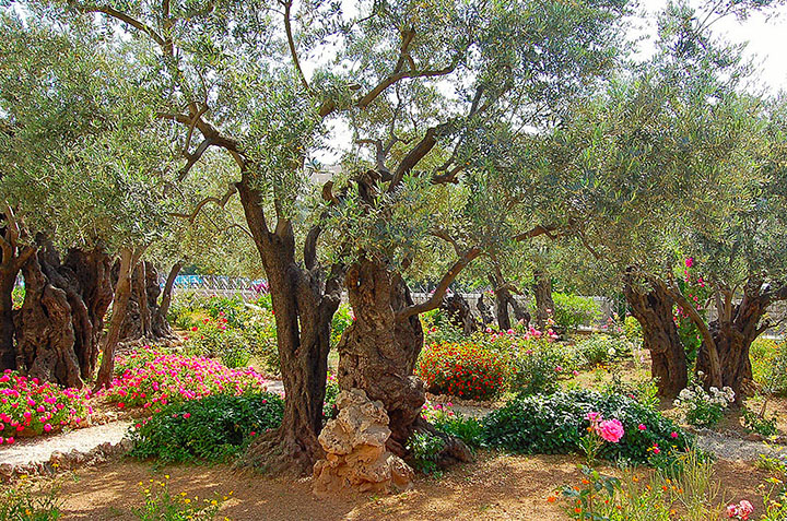 GardenGethsemane