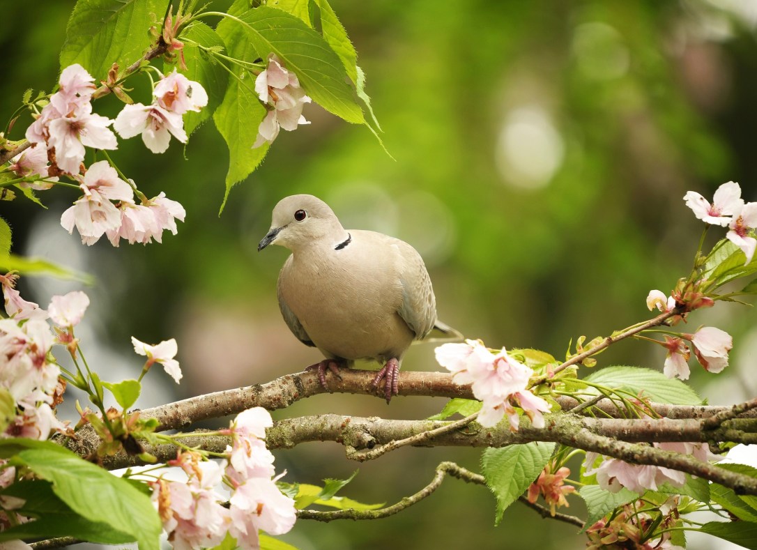 mourningdove